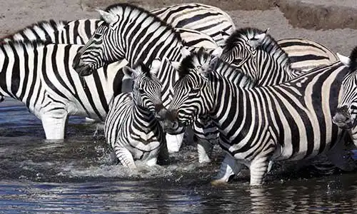 © Mrallen | Dreamstime.com