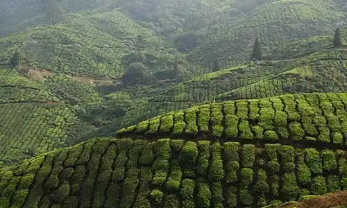 © Ariane Citron - Fotolia | Plantation de thÃ©