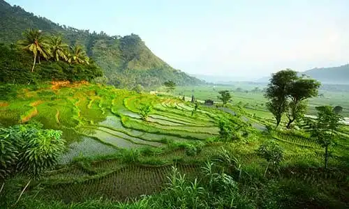 © Dudarev Mikhail - Fotolia | Rice