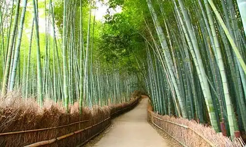 © rudiuk - Fotolia | Foret de bambou Ã  Kyoto