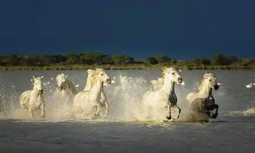 © Natureimmortal | Dreamstime.com