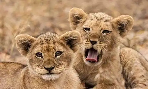 © NFSR - Fotolia | Junge Löwen (Panthera leo)