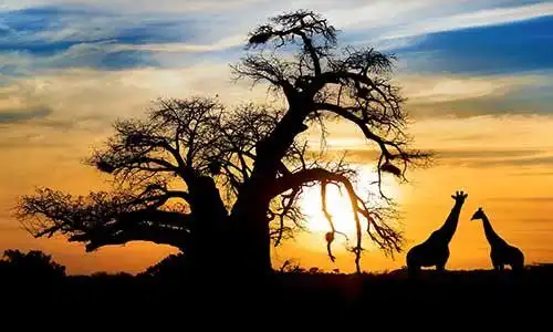 © sw_stock - Fotolia | Spectacular African sunset with Baobab and Giraffe