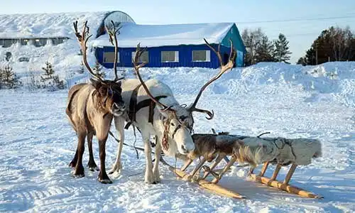 © Vladimir Melnikov - Fotolia | Northern deer on snow