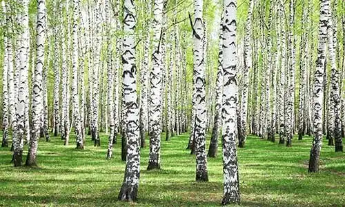 © Elena Kovaleva - Fotolia | First spring greens in birch grove
