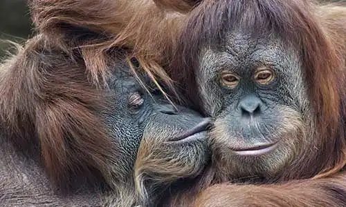 © olga_gl - Fotolia | Wild tenderness among orangutan. Mother's kiss