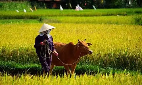 © jool-yan - Fotolia | vietnamese farmer
