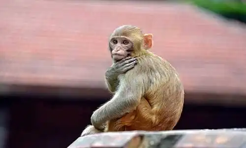 © salajean - Fotolia | Macaque monkey
