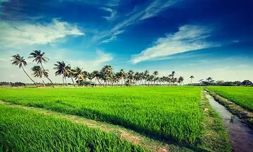 © f9photos - Fotolia | Rice close up, India