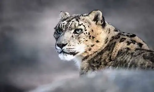 © PuffinsPictures | Dreamstime.com