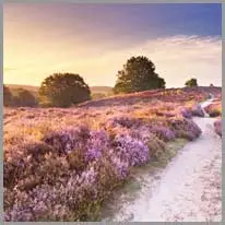 ‫زمین کشاورزی