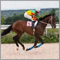 ‫ سباق الخيل