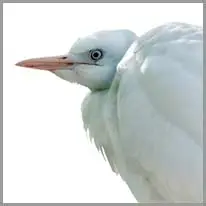 ‫مالك الحزين